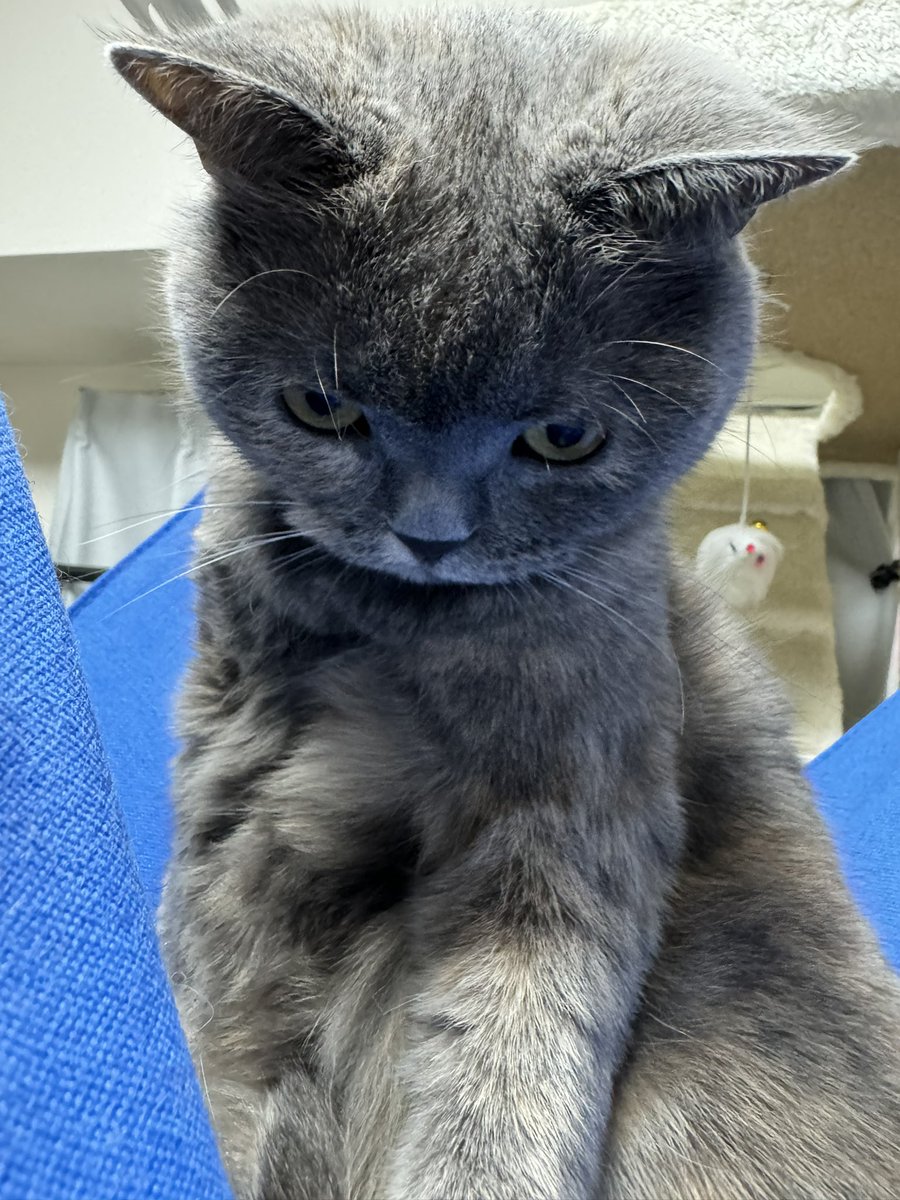 nikuQ_0218's tweet photo. 冷房の温度調節が難しい。

#猫 #猫好きさんと繋がりたい
#猫のいる暮らし #猫のいる幸せ
#ブリティッシュショートヘア https://t.co/1iCRsrZ7k6