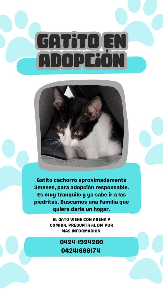 PerroUsuario's tweet photo. Reporta @NilzaSilvaP: En Adopción ...Se busca #HogarResponsable para este hermoso Gatito .... Información de contacto  👇🏼. Favor difundir https://t.co/LbZ8E0GQu7