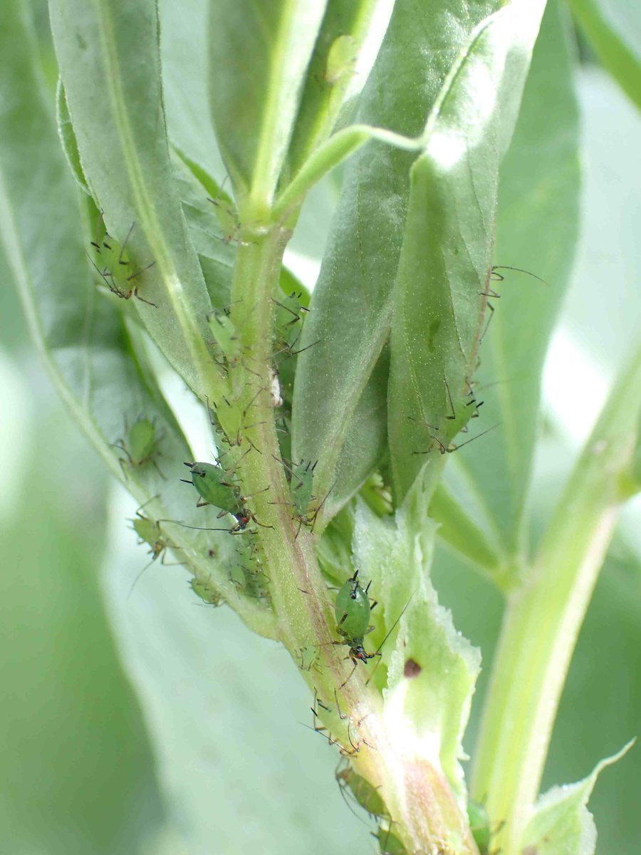 Zorica Duric (@zoricaduric) on Twitter photo The faba bean aphid season has officially started. FBAs have been found on fabas in NSW and Vic, with colonies in patches. Regularly monitor your crop, they can spread rapidly with the wind.
More info
grdc.com.au/__data/assets/…
<a href="/NSW_AGRONOMY/">NSW Agronomy</a> <a href="/theGRDC/">GRDC</a> <a href="/cesaraustralia/">Cesar Australia</a> <a href="/PestFactsSARDI/">PestFactsSA</a> The faba bean aphid season has officially started. FBAs have been found on fabas in NSW and Vic, with colonies in patches. Regularly monitor your crop, they can spread rapidly with the wind.
More info
grdc.com.au/__data/assets/…
<a href="/NSW_AGRONOMY/">NSW Agronomy</a> <a href="/theGRDC/">GRDC</a> <a href="/cesaraustralia/">Cesar Australia</a> <a href="/PestFactsSARDI/">PestFactsSA</a>