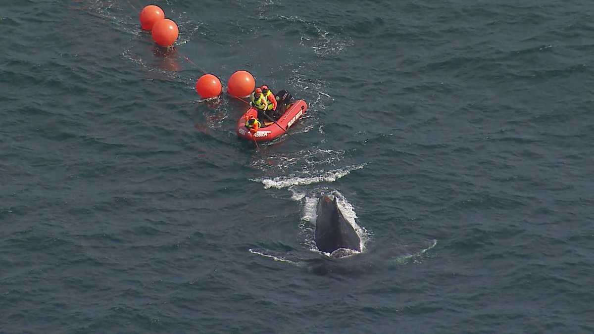 Breaking: the whale stuck in fishing tackle in Sydney Harbour appears to be FREE! smh.com.au/environment/co…