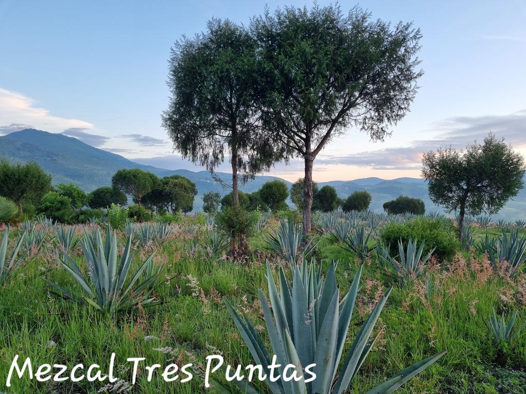 uraniocrv's tweet photo. Producción #Sustentable de #Maguey en la #Mixteca #Oaxaqueña https://t.co/5ULxToj8q6
