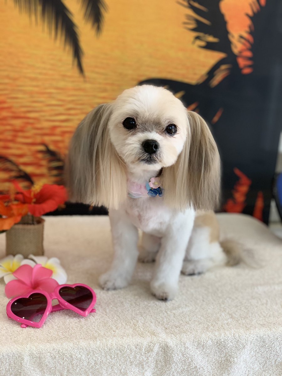 petsalonbarm's tweet photo. モモちゃん♡ https://t.co/sSSX8hAYwf