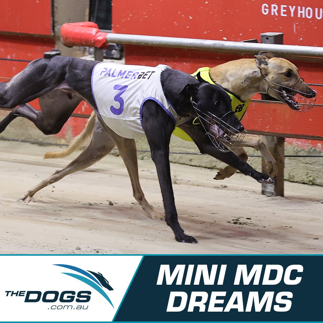 Thedogs_com_au's tweet photo. Mini Whiskey has not won a metropolitan race but trainer Keith Pedrana will aim him for the Million Dollar Chase if he goes as well as he expects on Saturday night at @WentyParkGreys...
🥃🤩
📒 Read More: https://t.co/eo0AuUNKWu
#thedogs #greyhoundracing #wentypark #wenty https://t.co/JjU4fg85BZ