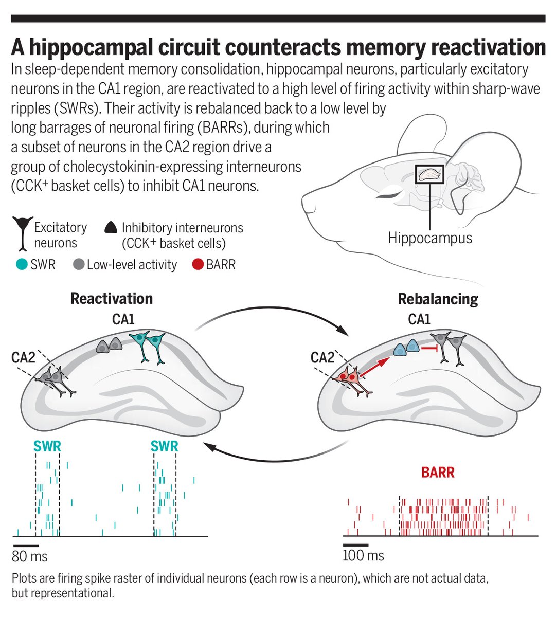 ScienceMagazine's tweet image. A newly identified activity in the brain that occurs while we sleep—a barrage of action potentials, or a BARR—plays a crucial role in rebalancing the hippocampal neural network during memory consolidation.

📄: scim.ag/879
#SciencePerspective: scim.ag/87a