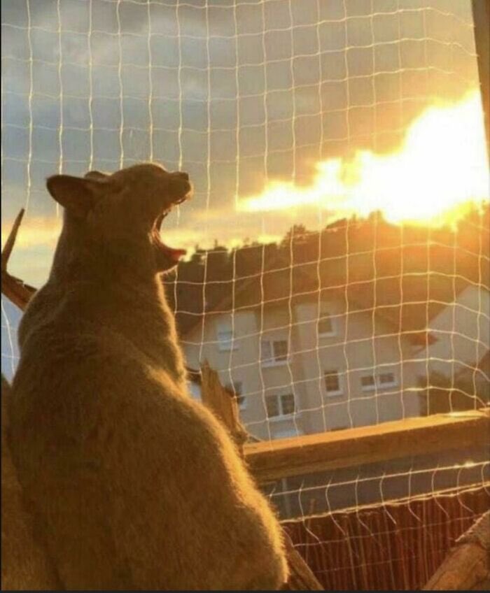 Agatha Chocolats tweet media