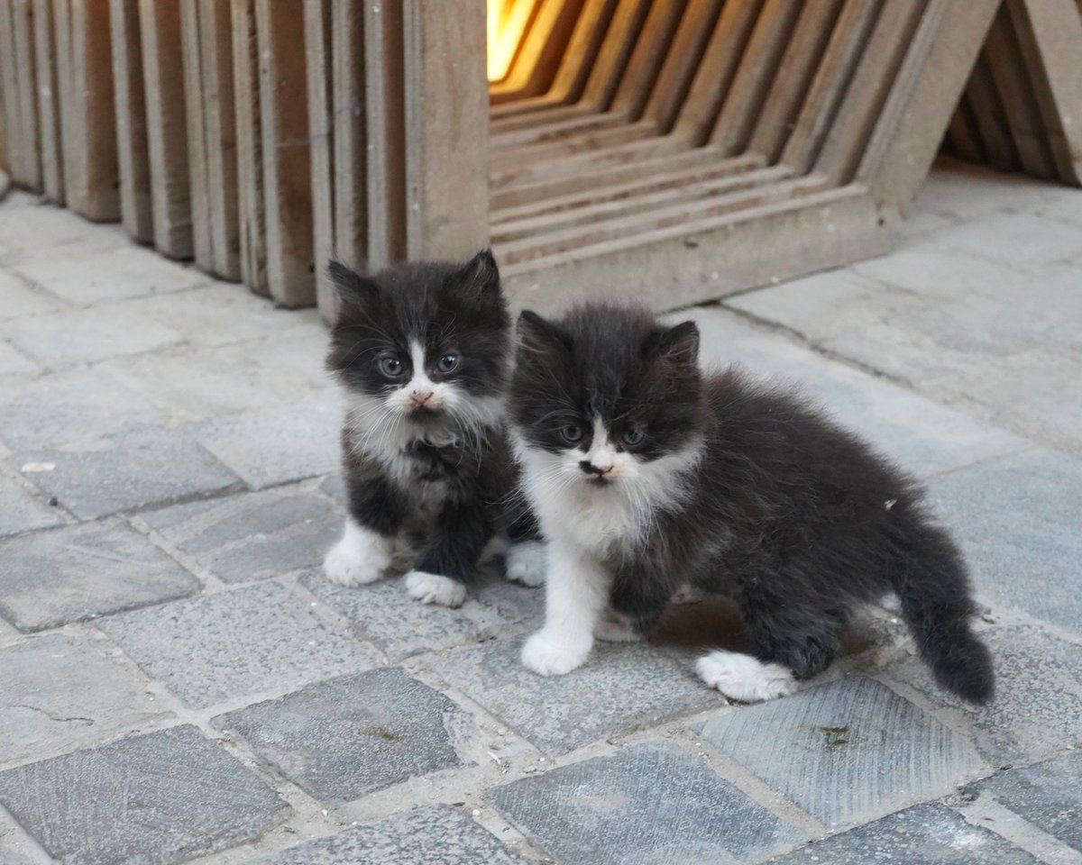 생일 기념으로 어마무시무지막지하게
귀여운 고양이 사진 무료 배포합니다
제 생일 많이많이 축하해주세요🩵 

진짜 무려 >>쌍둥이 회색아기고양이<<