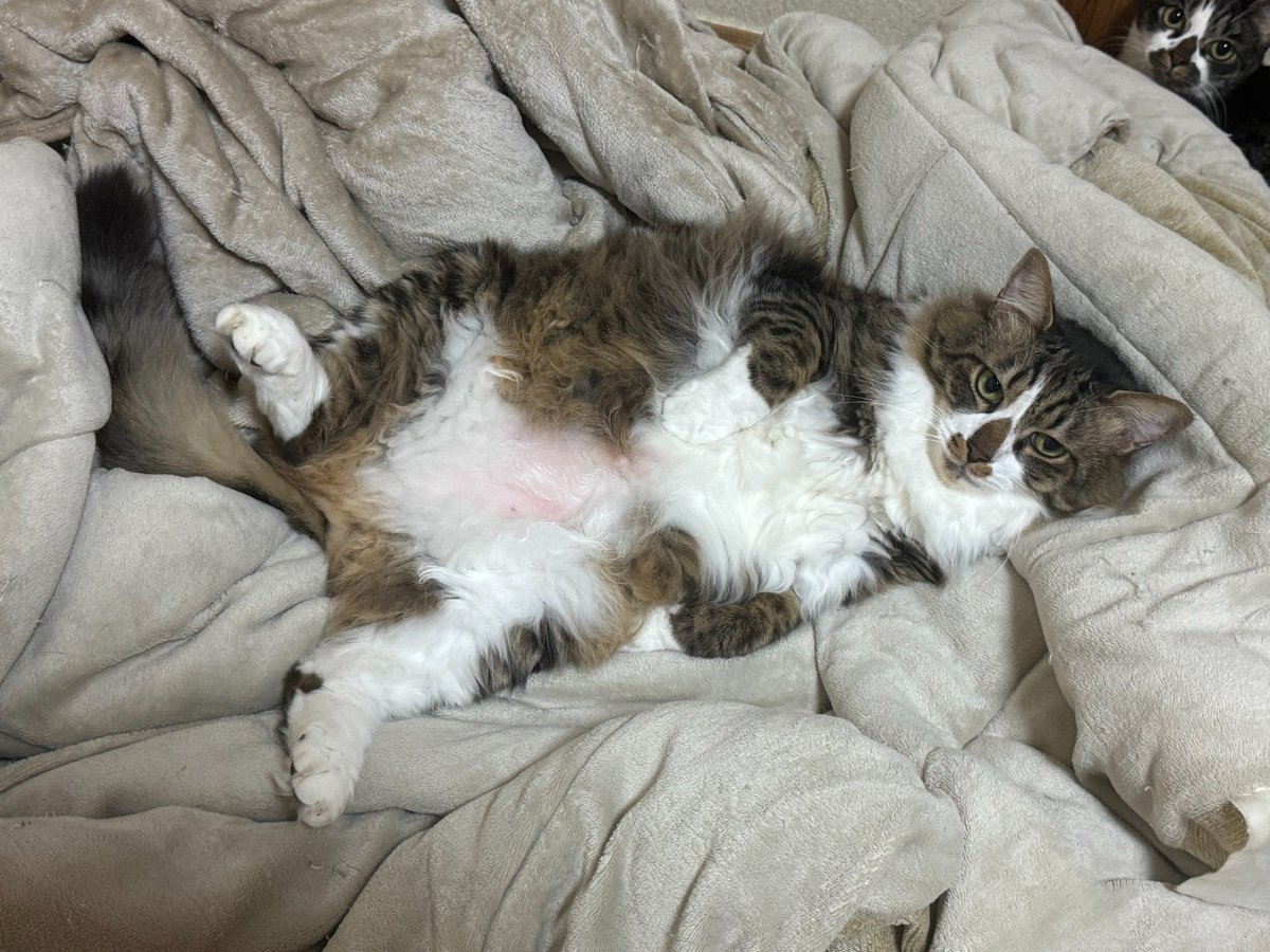 はな太郎 tweet media