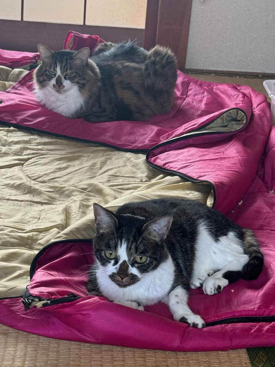 はな太郎 tweet media