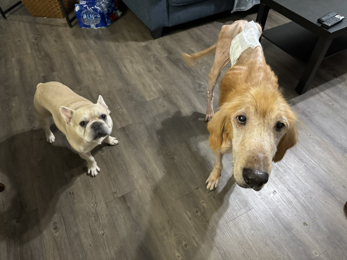 sehyoonfart's tweet photo. hey @Chewy ! this is sunny. he’s got a couple days left. pics below of his previous home..and pics below of him in our hospice home! care to spread some love and send him some chewy treats to enjoy in his last days? 🐾❤️ https://t.co/s4cpbyhCnA