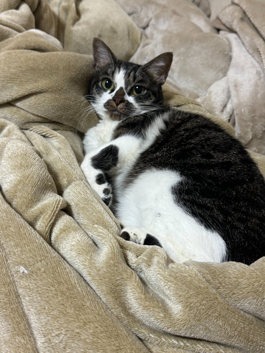 はな太郎 tweet media