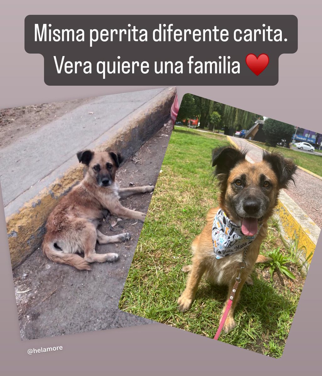 Vera quiere una familia 🩵
Estamos en CDMX