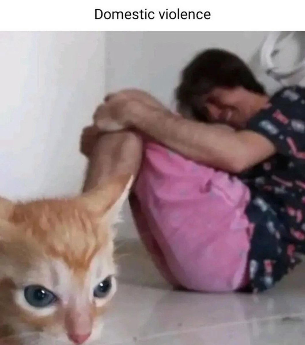 Punch Cat (@punchingcat) on Twitter photo 