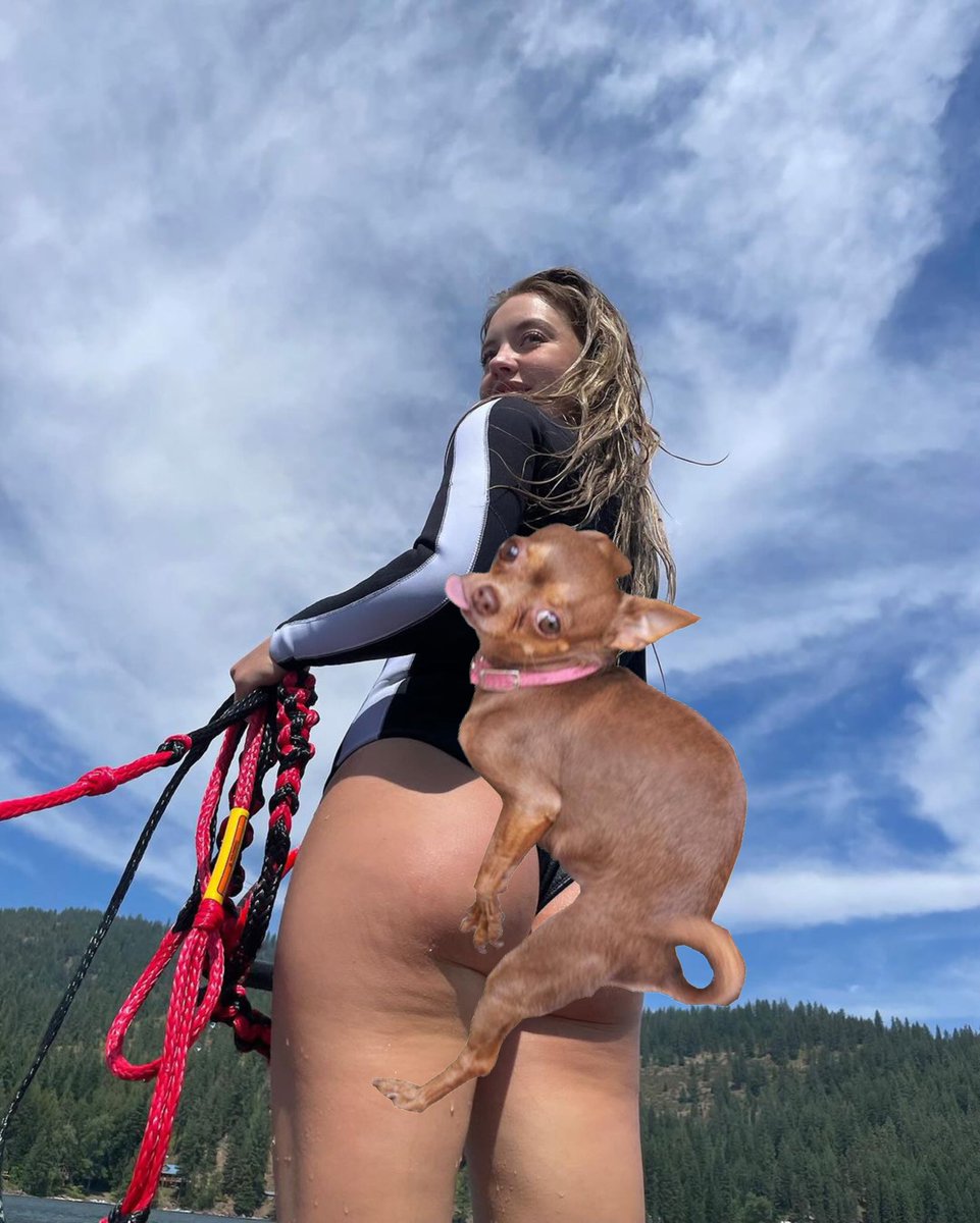 Humpy the Dog tweet media