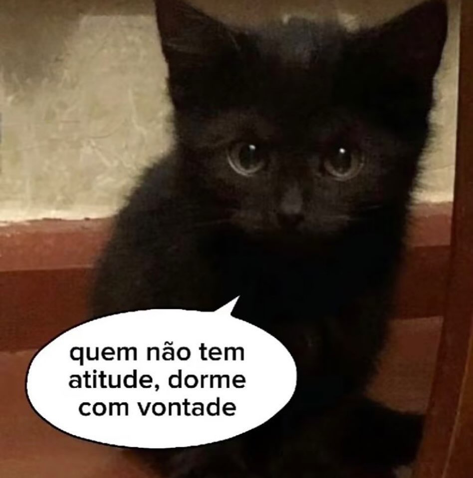 perfil dedicado a gatinhos e peitos (@odeiootaco) on Twitter photo 