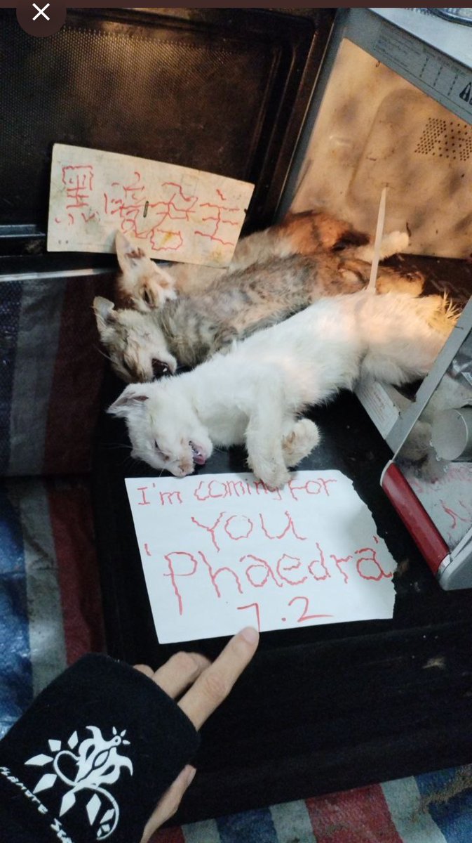 PhaedraXTeddy's tweet photo. #China threatened my life with a 13 minute cat torture video and continues to threaten me and manufacture #ChineseOnlineCatTorture, including putting kittens in a blender in front of their mom and force feeding them to her. There is no law against #AnimalCruelty in #China and #China lets their citizens threaten an Americans life, mine.
This is the first thing JoeBiden did I can relate to.