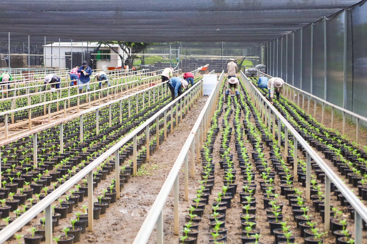COESFO_GobOax's tweet photo. Llega el color a #ReforestaOaxaca🌱🌳

Un nuevo proyecto se aproxima en nuestros viveros de #ReforestaOaxaca, porque en la @COESFO_GobOax trabajamos todos los días no solo para restaurar nuestros ecosistemas, sino también para el llenar de color nuestros espacios públicos. https://t.co/PtOaFHO57B