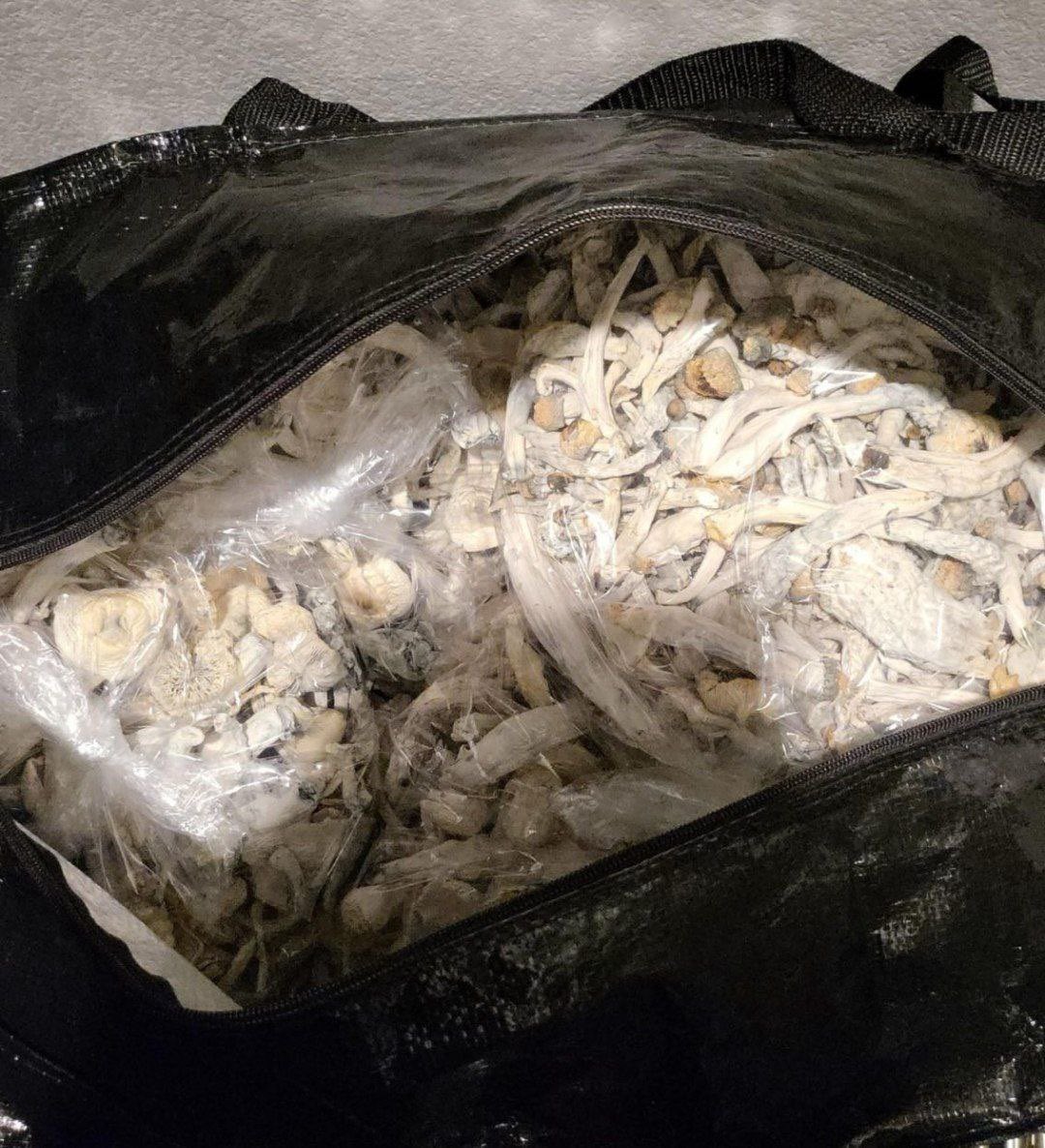 psycheedreams's tweet photo. 🍄ALBINO APES 
😍😍😍😍😍 https://t.co/3cGjWpY46g