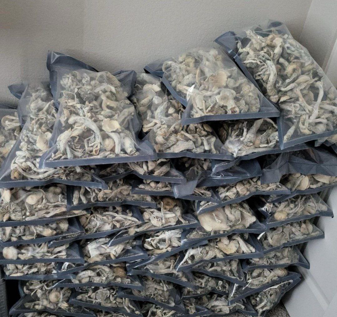 psycheedreams's tweet photo. 🍄ALBINO APES 
😍😍😍😍😍 https://t.co/3cGjWpY46g