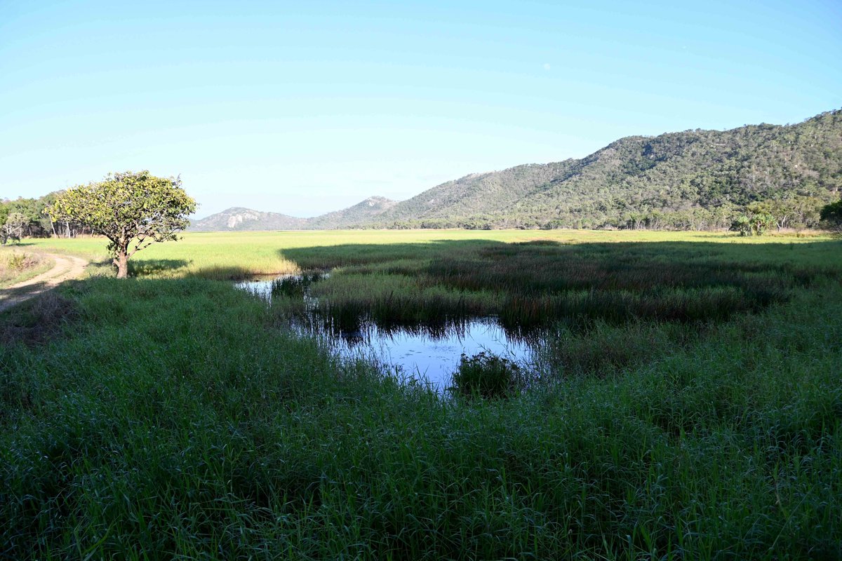 NQ Dry Tropics (@nqdrytropics) on Twitter photo This morning Enviro Minister <a href="/tanya_plibersek/">Tanya Plibersek</a> and Reef Envoy <a href="/nitagreenqld/">Senator Nita Green</a> visited Townsville Town Common, on Wulgurukaba Country, where a new NQ Dry Tropics project will improve the health of freshwater wetlands that provide important wader bird habitat. This morning Enviro Minister <a href="/tanya_plibersek/">Tanya Plibersek</a> and Reef Envoy <a href="/nitagreenqld/">Senator Nita Green</a> visited Townsville Town Common, on Wulgurukaba Country, where a new NQ Dry Tropics project will improve the health of freshwater wetlands that provide important wader bird habitat.