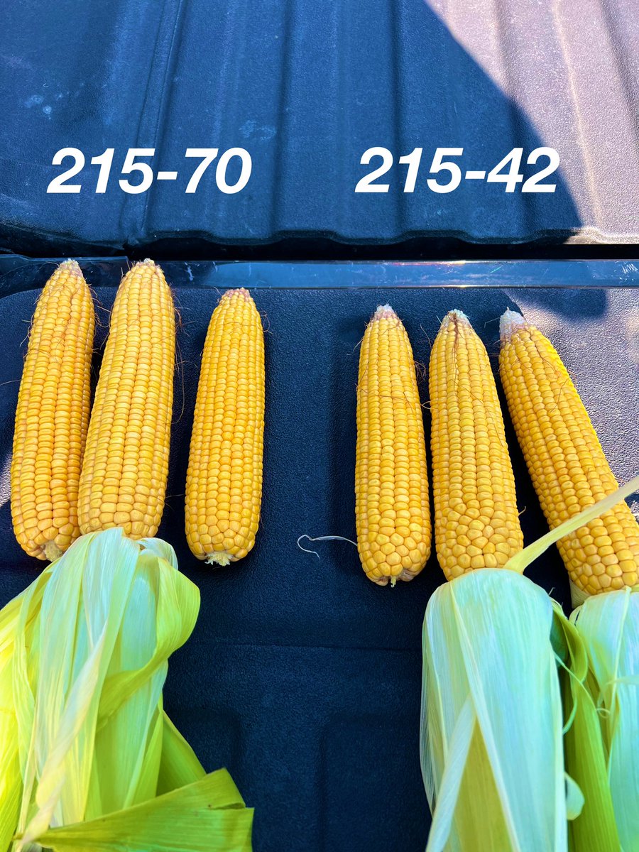 AllianceAgSolu1's tweet image. Checking out how our mid- May planted upland corn is coming along.  

@ChannelSeed lineup is looking strong!

#ChannelingUp  @Channel_MO