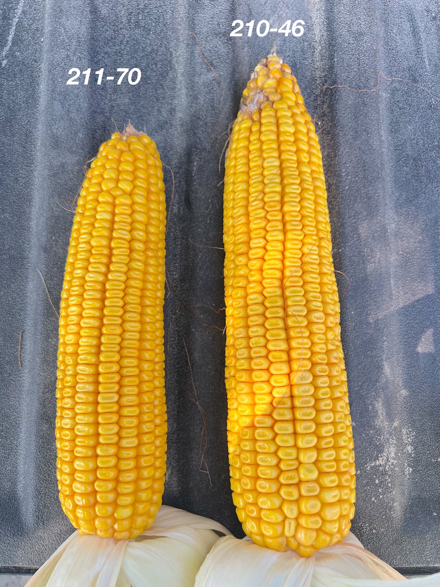 AllianceAgSolu1's tweet image. Checking out how our mid- May planted upland corn is coming along.  

@ChannelSeed lineup is looking strong!

#ChannelingUp  @Channel_MO