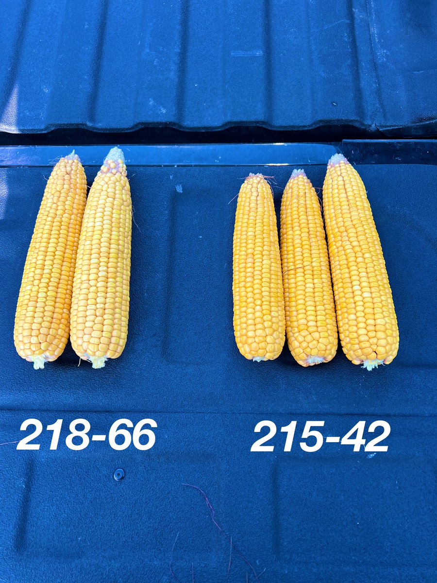 AllianceAgSolu1's tweet image. Checking out how our mid- May planted upland corn is coming along.  

@ChannelSeed lineup is looking strong!

#ChannelingUp  @Channel_MO