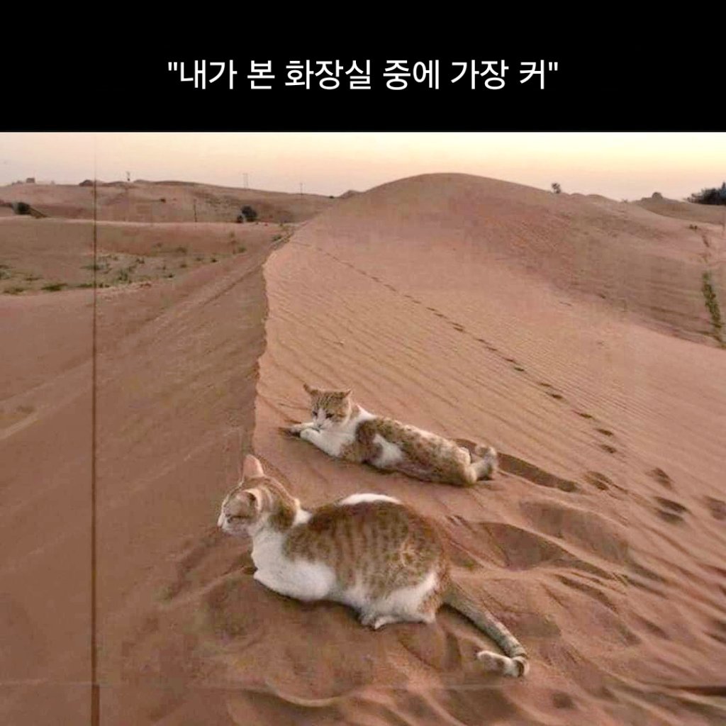 밈 번역계 (@jima_meme) on Twitter photo 