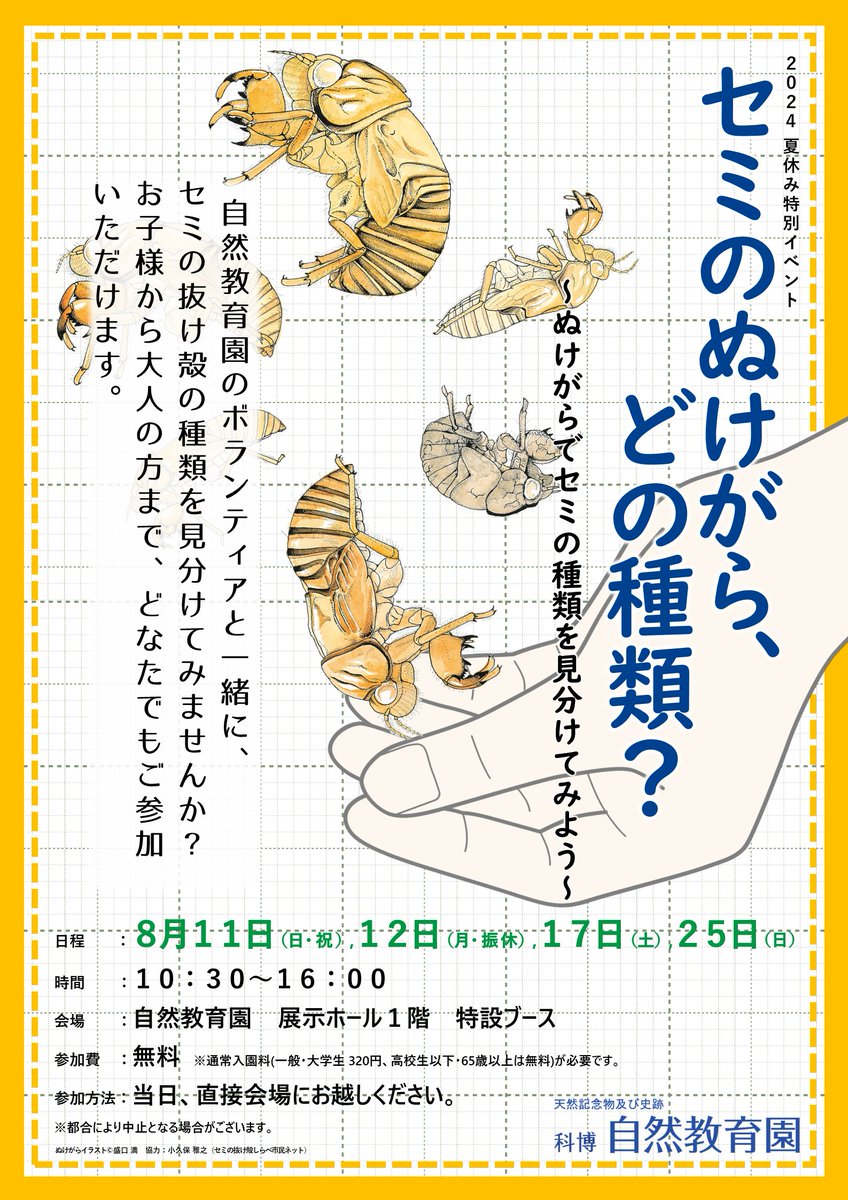 ✨🌿夏休み特別イベント🌿✨ 「セミのぬけがら、どの種類？」 自然教育