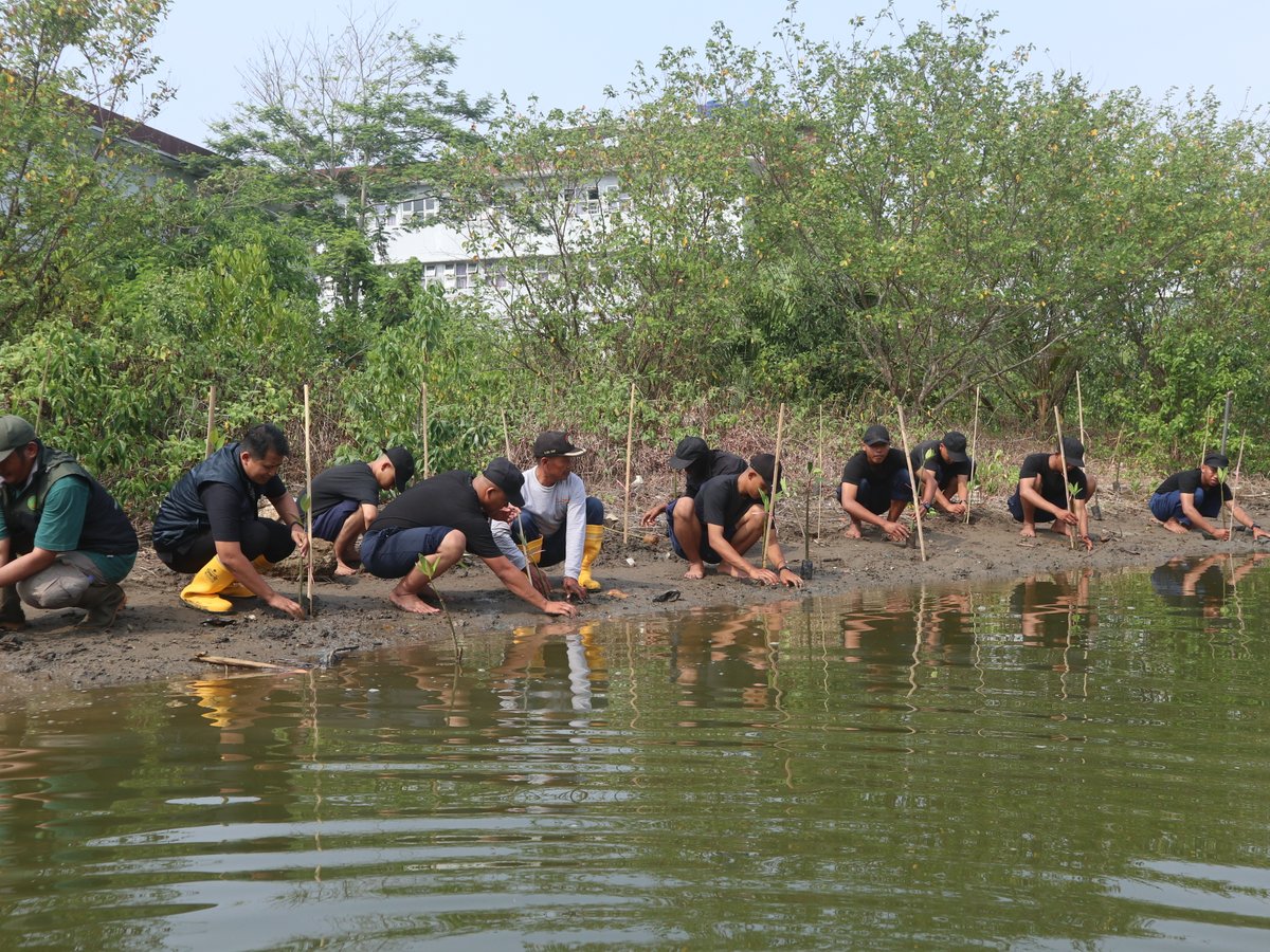 pkp_pangandaran's tweet image. Kegiatan  menanam jumat menanama antara PKPP dan Dinas Kehutanan Cabang Dinas Kehutanan Wilayah VII di Tefa Mangrove Prodi TKL, (23/8)  #PKPP #Pangandaran #PoliteknikKPPangandaran #2024KKPBeyond #SDMKP #SDMUnggul #EkonomiBiru