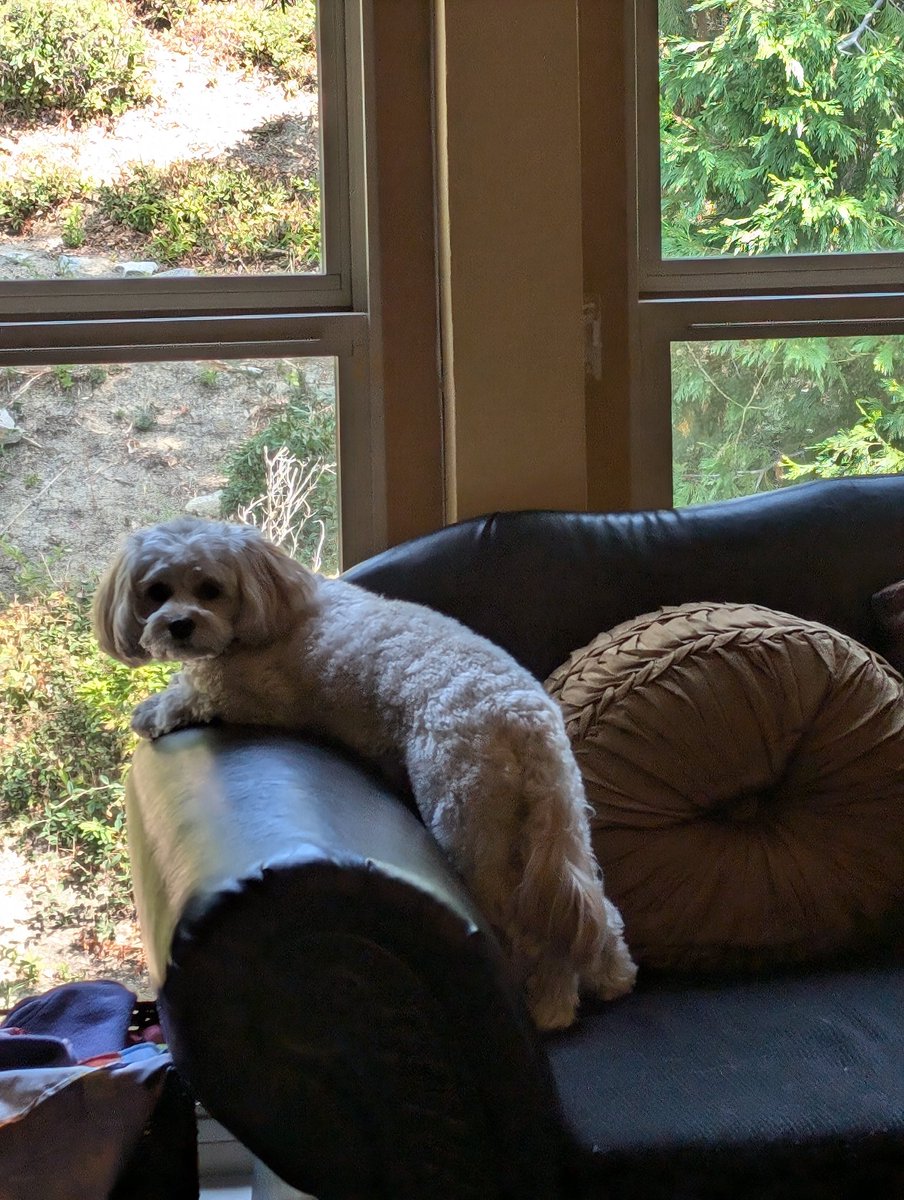 br0wnbugz's tweet photo. Such a cutie 

#cavapoo https://t.co/IOER9IoYVh