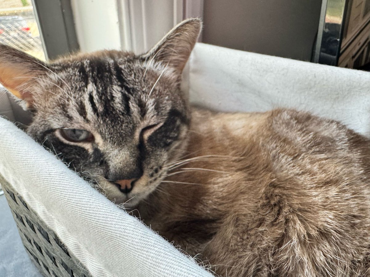 His Highness Troy, He Who Is An Insured, has winked at you

#Troy #cat #CatPicture #kitty #CatsAreFamily #meow #cute #Caturday #catsofchicago #chicagocat #chicagokitty #cat #cats #catlife #mycat #cats_of_the_world #catlife🐾 #catpictures #catfriends #catsfeature #kittensnuggles