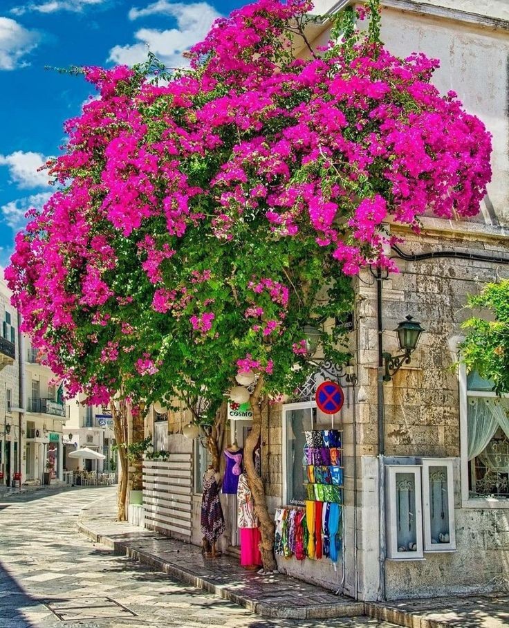 ⚘️🥀🍁⚘️🌷🌼🌻💚🪻💜🩷🧡🩵 tweet media