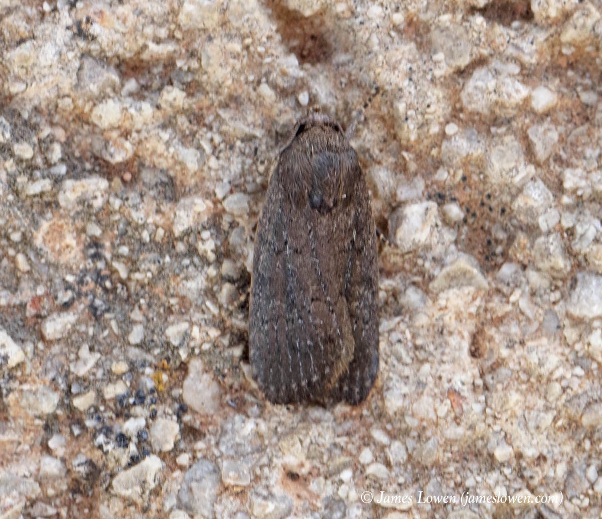 James Lowen tweet media