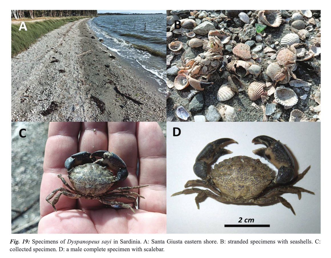 MeditMarSci's tweet image. CHRISTIDIS G., DIGENIS M., KLEITOU P., KONDYLATOS G., LAZARAKIS G., METAXAKIS M., PERISTERAKI P., GEROVASILEIOU, V. et. al. 
New records of introduced species in the Mediterranean (August 2024). 
doi.org/10.12681/mms.3…
#introduced #nonindigenous #cryptogenic #MediterraneanSea