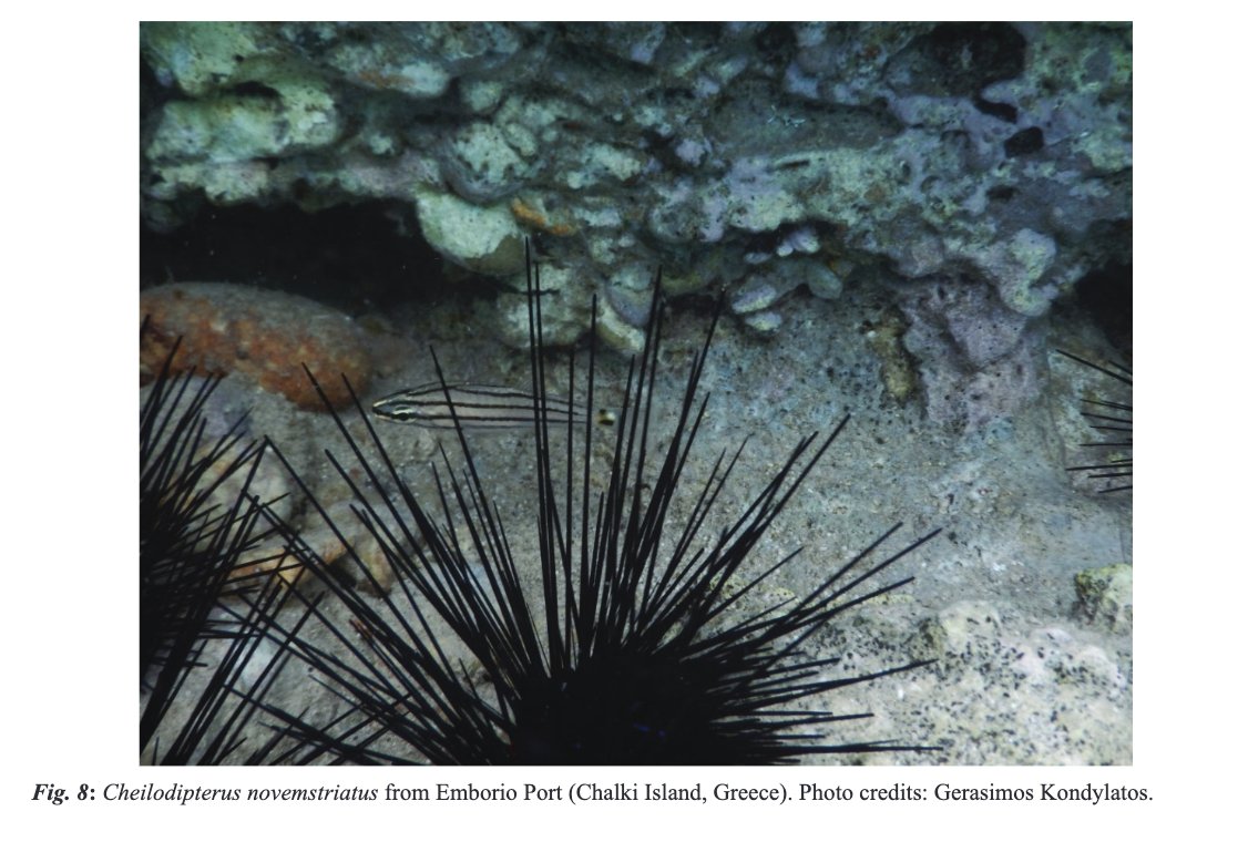 MeditMarSci's tweet image. CHRISTIDIS G., DIGENIS M., KLEITOU P., KONDYLATOS G., LAZARAKIS G., METAXAKIS M., PERISTERAKI P., GEROVASILEIOU, V. et. al. 
New records of introduced species in the Mediterranean (August 2024). 
doi.org/10.12681/mms.3…
#introduced #nonindigenous #cryptogenic #MediterraneanSea