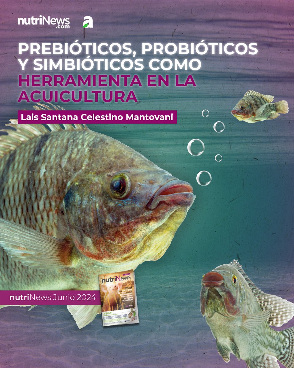 nutriNews_medio's tweet image. En este artículo de #nutriNews se analiza el uso de los #prebióticos, #probióticos y #simbióticos en la acuicultura, destacándolos por su papel para mejorar la salud intestinal y el crecimiento de los #peces 🐟

Descúbrelo en 🔗 nutrinews.com/prebioticos-pr…