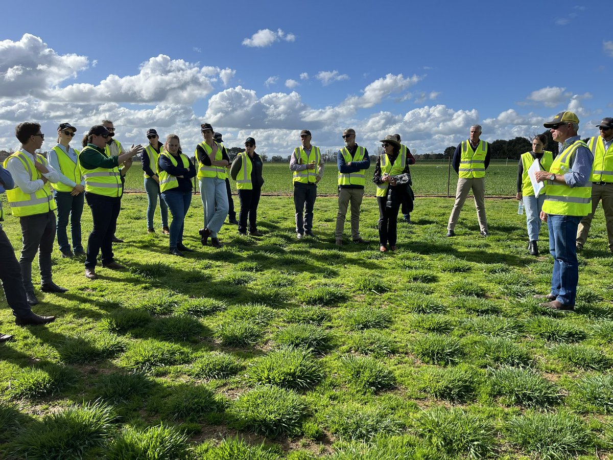 #L2024 finished a great two days with a tour of <a href="/BarenbrugAUS/">Barenbrug Australia</a> research. Learning about selecting for resilient and productive Phalaris cultivars may take up to twelve years. Worth the effort for #SustainableAgriculture