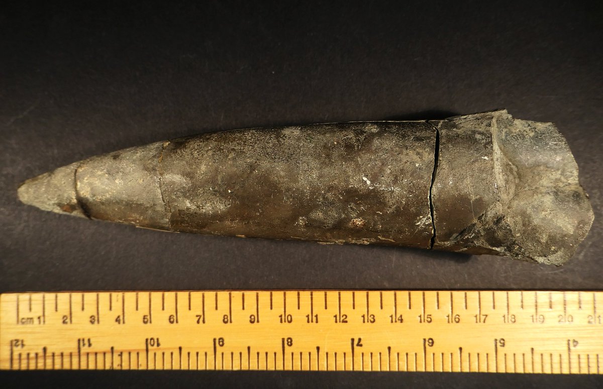 AnnieBrassey's tweet photo. F501 #fossil belemnite, #Jurassic. Not listed in my 1878 Normanhurst Court, #Sussex #museum catalogue. No label. #Brassey #Victorian #History #1870s #NatHist #collections #FossilFriday #fossils #molluscs #cephalopods #belemnites https://t.co/1BC7X3NDLD