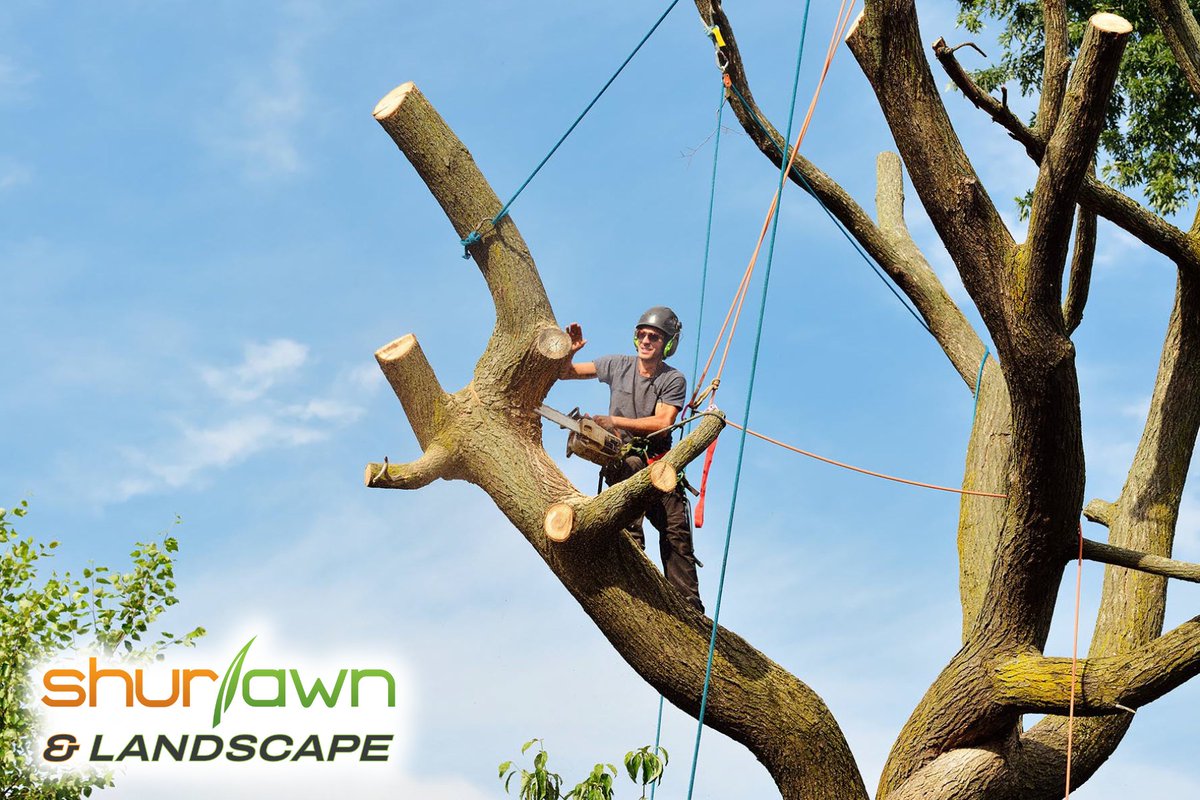 Shurlawn_Inc's tweet image. Got a tree causing trouble? 🌳 Let us handle the heavy lifting! Our tree removal service will give you peace of mind and a better view. Call Shurlawn & Landscape today! 😂🌿 #treeproblems #yardwork #treeremoval