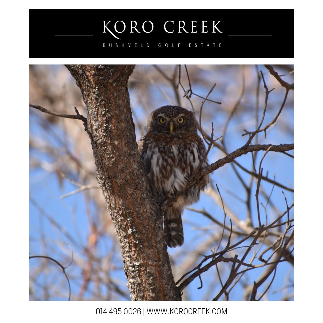 Always be on the Lookout for the Presence of Wonder! 😀

- E.B. White

korocreek.com
#korocreek #wildlife #bushveld #nature #blessed