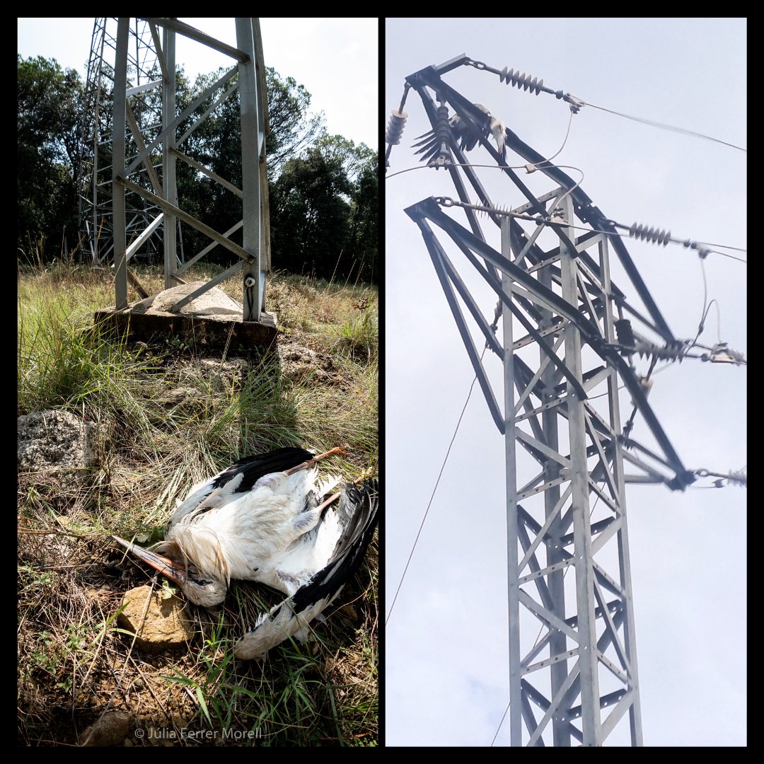 Naturalistes Girona tweet media