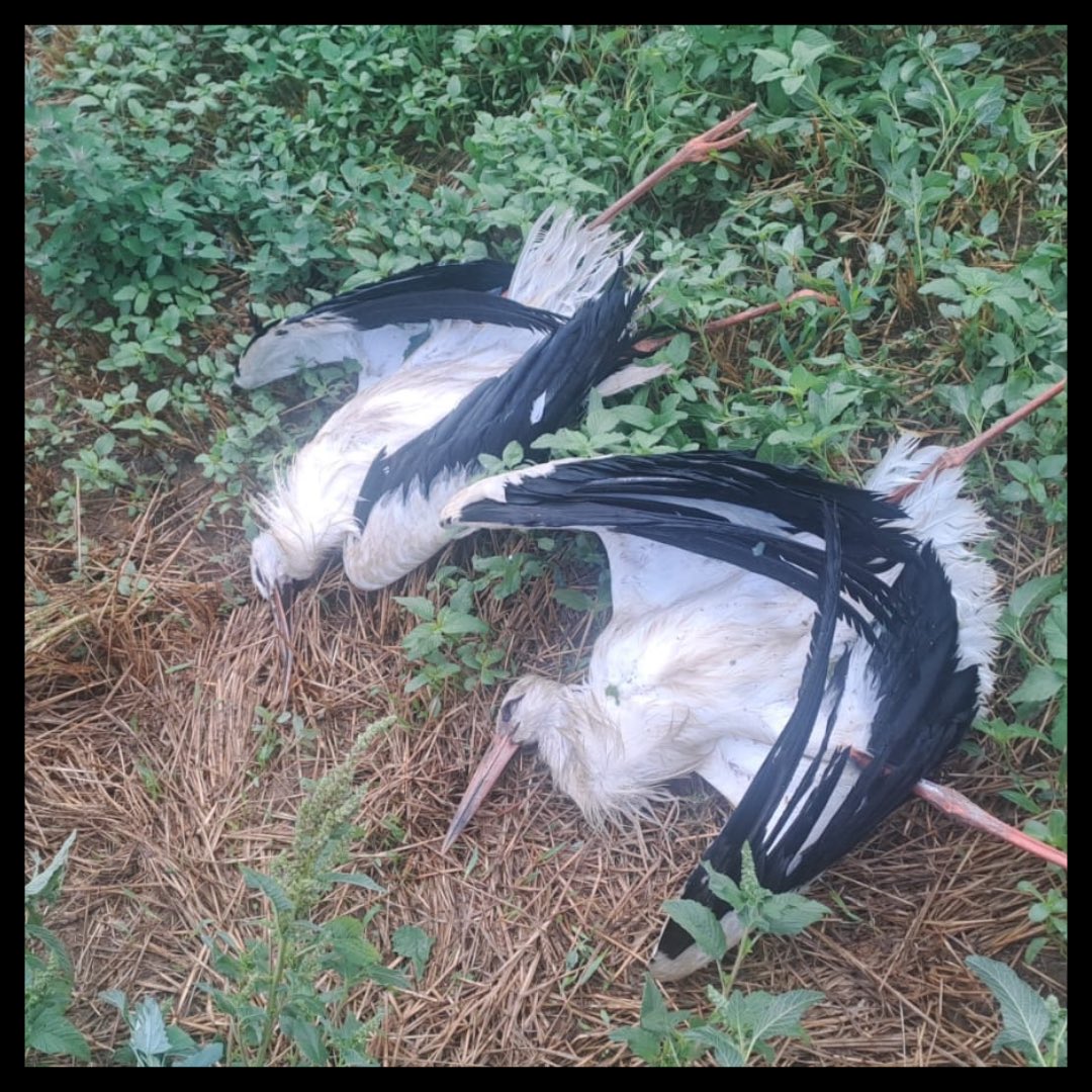 Naturalistes Girona (@somnatus) on Twitter photo 🔴 MÉS DE 70 CIGONYES MORTES PER ELECTROCUCIÓ A LES COMARQUES GIRONINES ⚠️
Entitats gironines demanem a <a href="/gencat/">Generalitat de Catalunya</a> que actui i faci complir la normativa d'aplicació de mesures de protecció de les torres elèctriques!
📸 Julia Ferrer i Jordi Bermejo
+ info naturalistesgirona.org/ca/noticies/me… 🔴 MÉS DE 70 CIGONYES MORTES PER ELECTROCUCIÓ A LES COMARQUES GIRONINES ⚠️
Entitats gironines demanem a <a href="/gencat/">Generalitat de Catalunya</a> que actui i faci complir la normativa d'aplicació de mesures de protecció de les torres elèctriques!
📸 Julia Ferrer i Jordi Bermejo
+ info naturalistesgirona.org/ca/noticies/me…