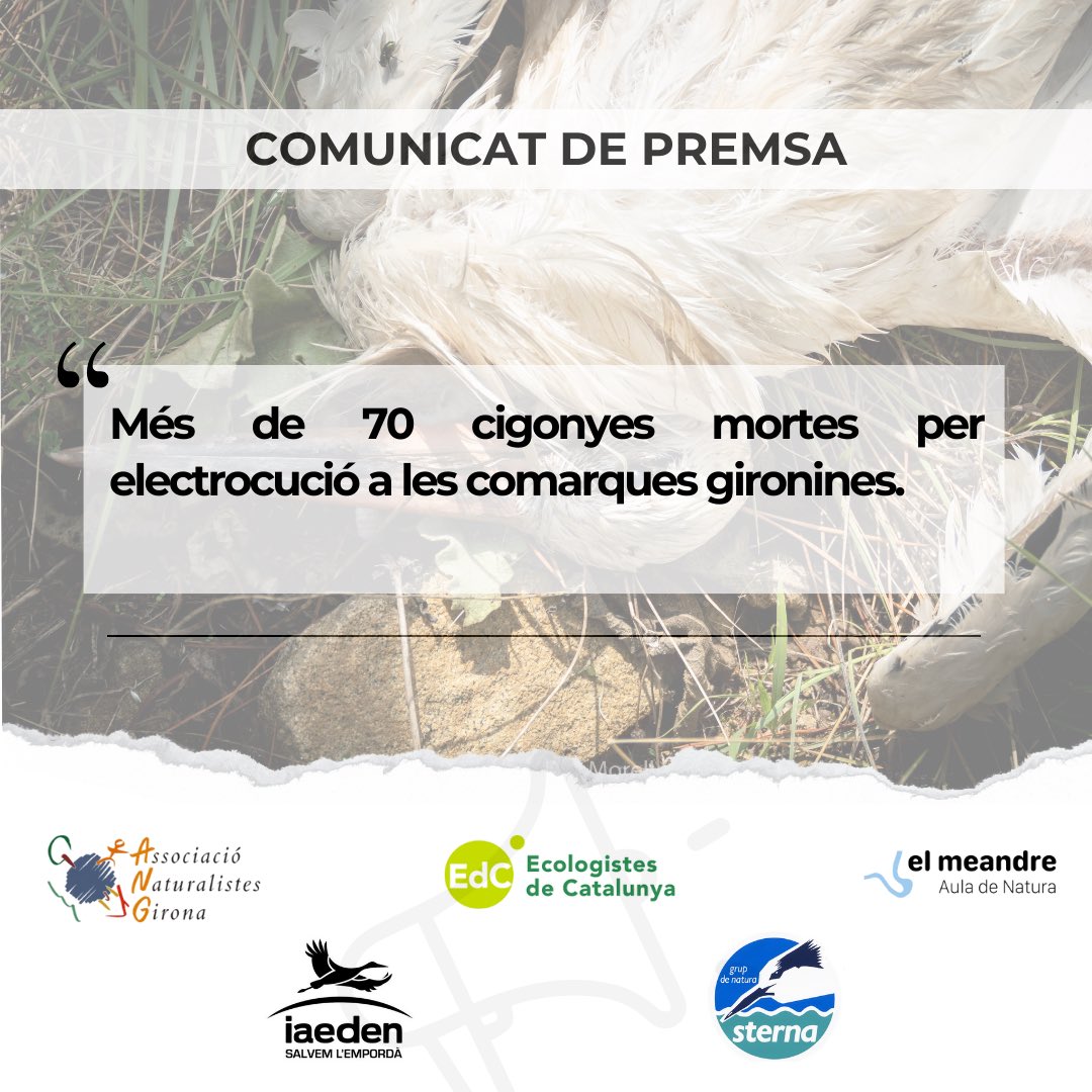 Naturalistes Girona tweet media