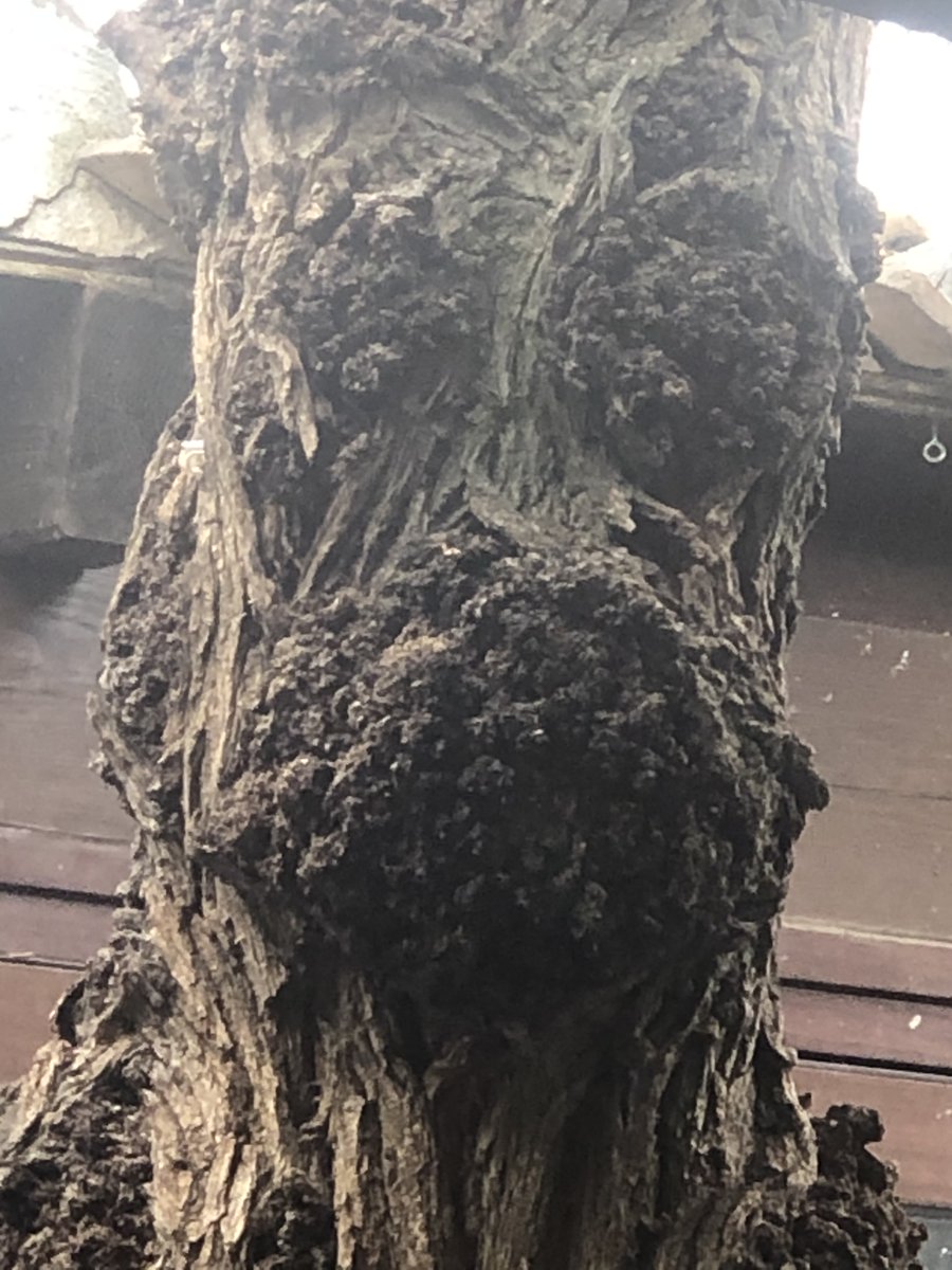 Mi árbol amaneció triste... o sorprendido... o un poco asustado...