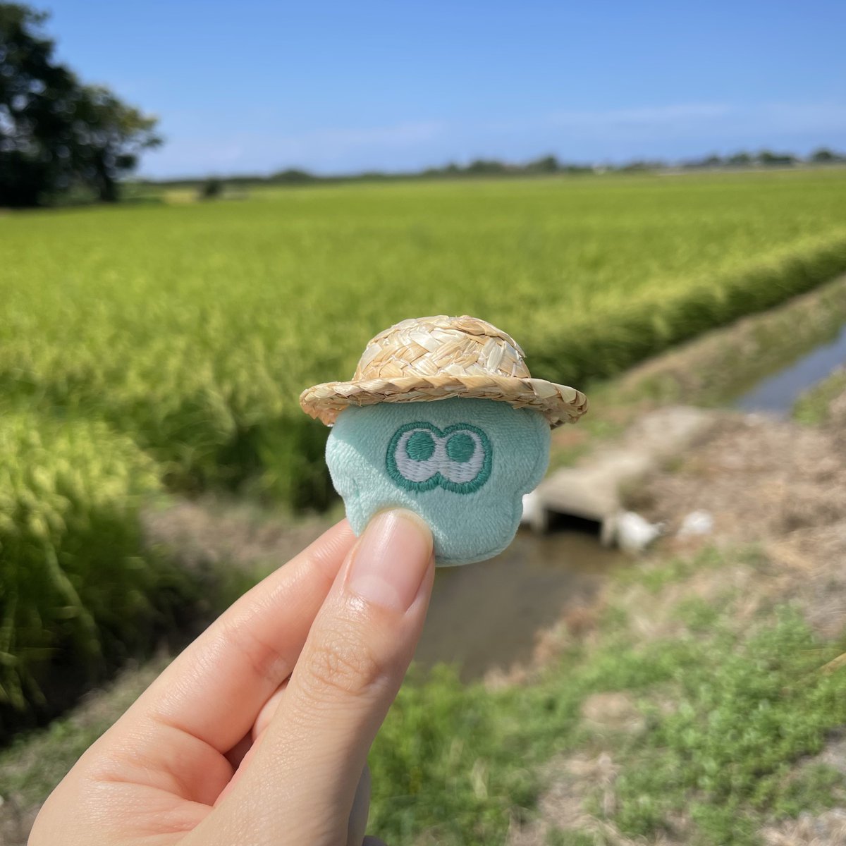 はるた🐟🫧 tweet media