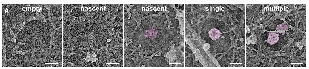 Steph Vassilopoulos tweet media