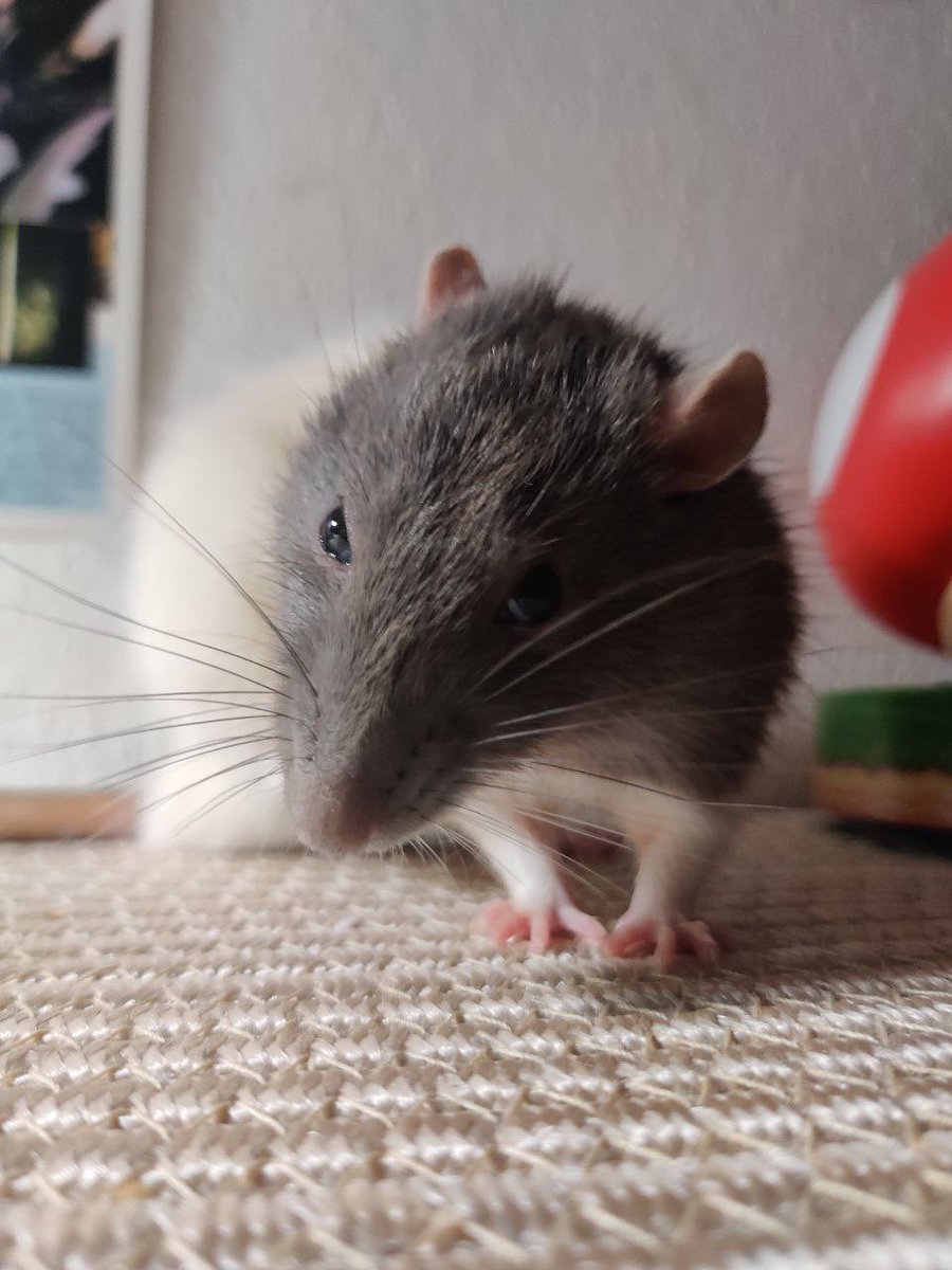 mossinlaundry's tweet photo. GUYS, YOU WON'T BELIEVE THIS, BUT I HAVE TO SHARE THIS INCREDIBLE COINCIDENCE. You all know the new character in the ashgrom trio, Moe? Well, a year ago, I got my beloved pet rat and named him Mo 😭💥 We were very close, but sadly, he recently passed away due to illness ⬇️⬇️[1/2] https://t.co/XGVwjq9Y94
