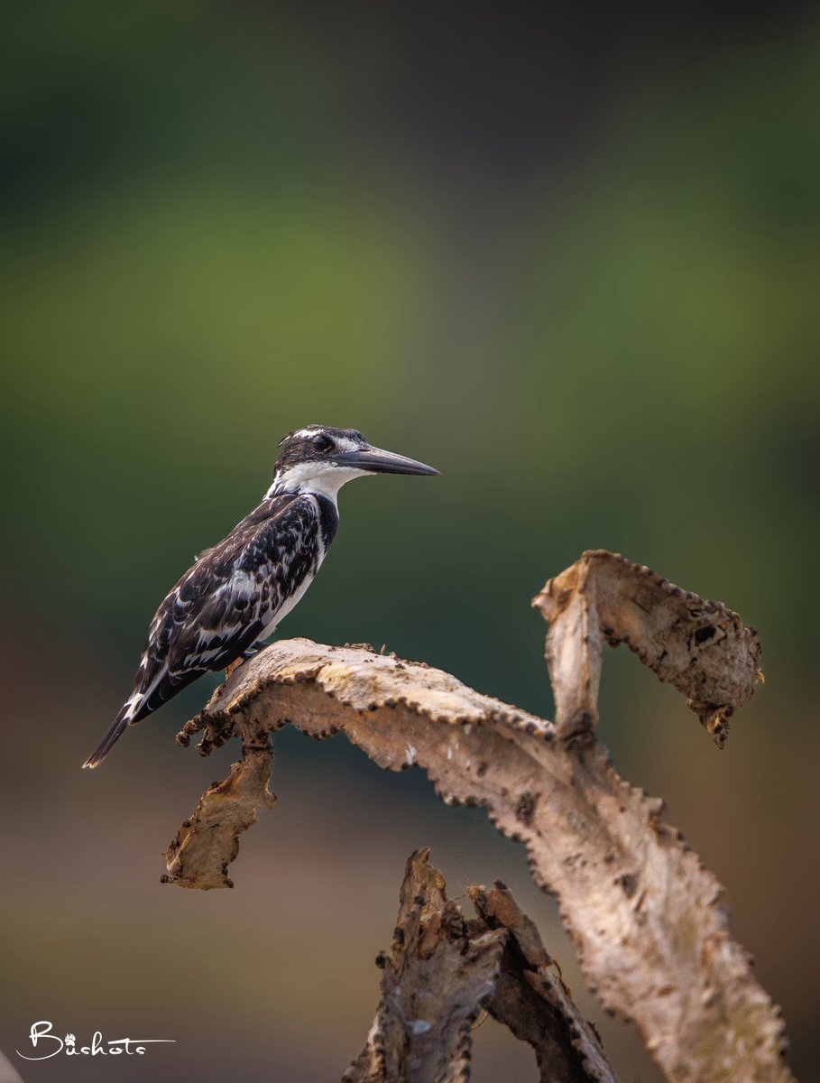 A Pied Kingfisher (𝘊𝘦𝘳𝘺𝘭𝘦 𝘳𝘶𝘥𝘪𝘴) perched gracefully on a weathered Euphorbia tree!

Ever wondered why fishing Kingfishers like most birds prefer stand alone branches between their hunting bouts? Here is why; 

They do perch on open branches to maximize their visibility