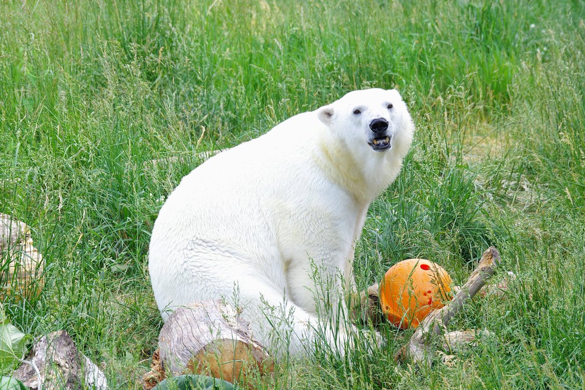 リラ
2024.6.15

#円山動物園
#ホッキョクグマ　#polarbear
#リラ