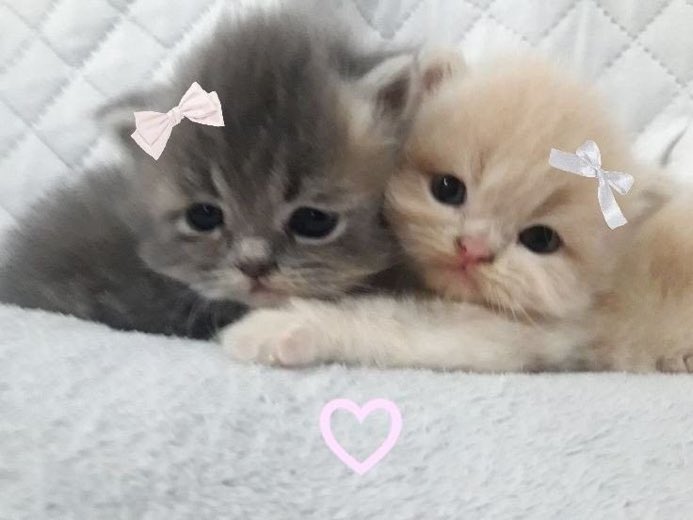 animals wearing bows tweet media
